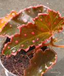 Begonia amphioxus x darthvaderiana