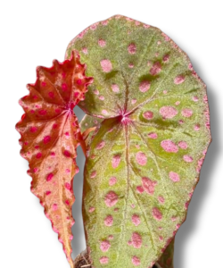 Begonia malachosticta