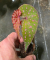 Begonia malachosticya