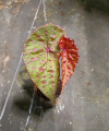 Begonia malachosticya