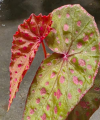 Begonia malachosticya