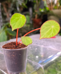 Begonia scapigera