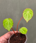 Begonia scapigera