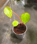 Begonia scapigera