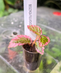 Begonia fulvovillosa
