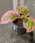 Begonia fulvovillosa