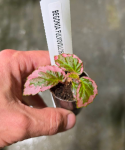 Begonia fulvovillosa