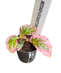 Begonia fulvovillosa