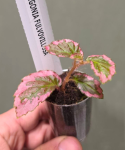 Begonia fulvovillosa