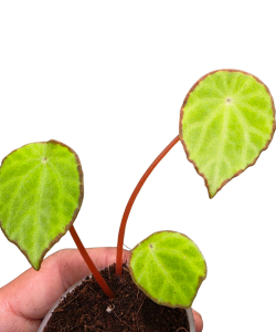 Begonia scapigera