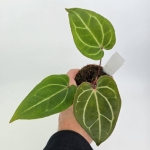 Anthurium Dark Mama x Ace of Spades