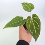 Anthurium Dark Mama x Ace of Spades