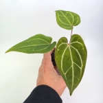 Anthurium Dark Mama x Ace of Spades