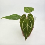 Anthurium Dark Mama x Ace of Spades