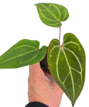 Anthurium Dark Mama x Ace of Spades