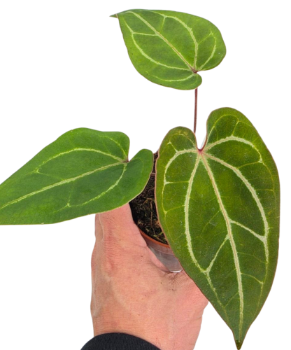 Anthurium Dark Mama x Ace of Spades