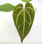 Anthurium Dark Mama x Ace of Spades
