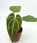 Anthurium Dark Mama x Ace of Spades