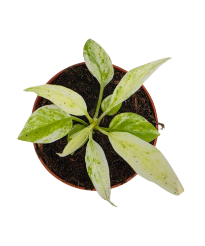 Anthurium vittarifolium variegata