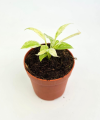 Anthurium vittarifolium variegata