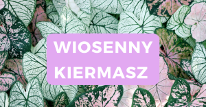 12.25.03 Skrzydłokwiat Cupido