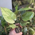 Anthurium 'Renaissance Variegata'