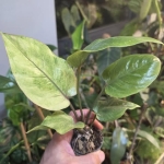 Anthurium 'Renaissance Variegata'