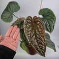 Anthurium Radicans x Luxurians