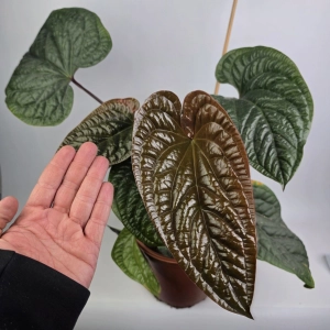 Anthurium Radicans x Luxurians - L