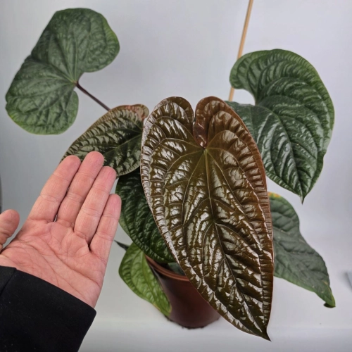 Anthurium Radicans x Luxurians