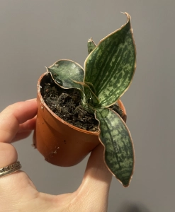 Sansevieria Cleopatra
