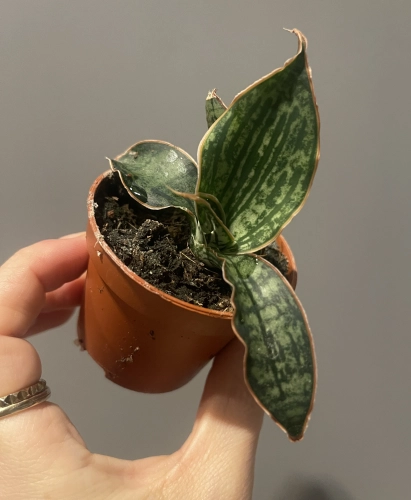 Sansevieria Cleopatra