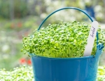 Białe etykiety do oznaczania roślin 30 szt. Plant Tags