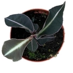 Labisia sp. pumila
