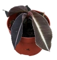 Labisia sp. pumila