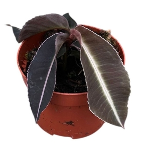Labisia sp. pumila
