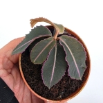 Labisia sp. pumila