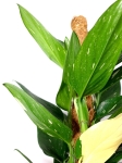 Monstera standleyana - roślina mateczna zbliżenie