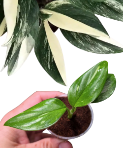 Monstera standleyana variegata 