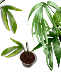 Amydrium Zippelianum - S 