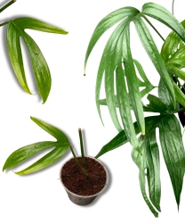 Amydrium Zippelianum - S 