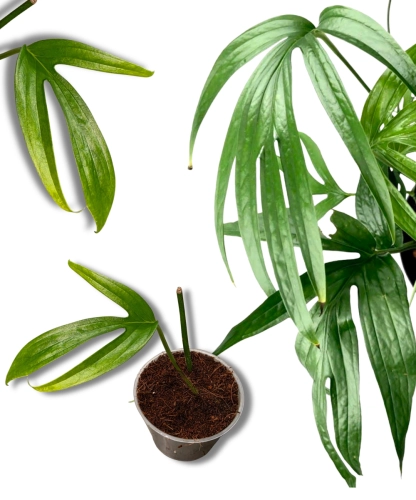 Amydrium Zippelianum