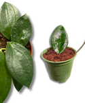 Hoya sp. Timor