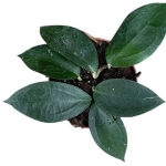 Hoya sp. Timor