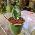 Hoya sp. Timor