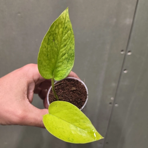 Epipremnum ‘Teruno Carnival’