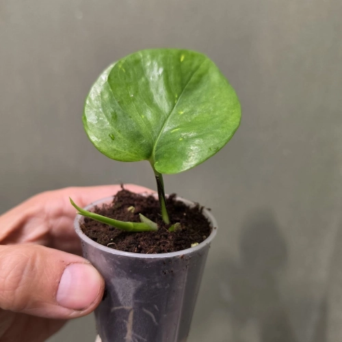 Epipremnum ‘Teruno Venus’