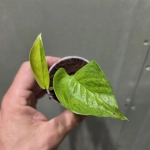 Epipremnum Teruno Cast 2 x Green