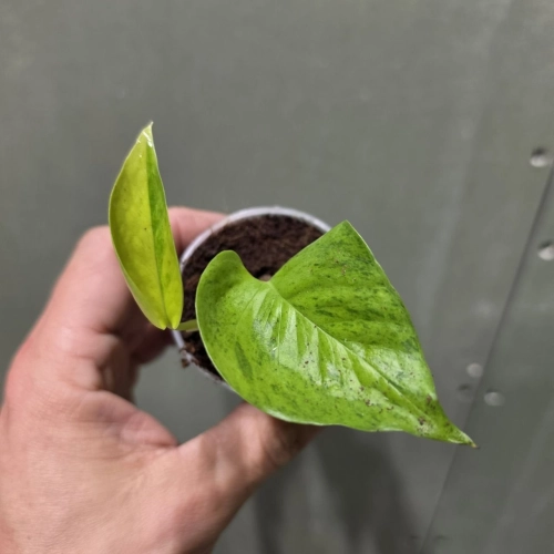 Epipremnum Teruno Cast 2 x Green