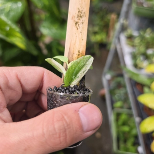 Rhaphidophora tenuis variegata